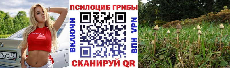 Купить закладки  Туймазы  Псилоцибиновые грибы мухоморы 